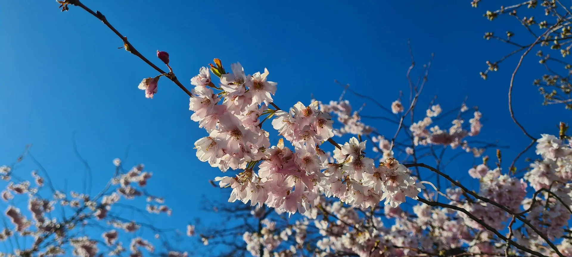Flores de cerejeira que representam os minicursos